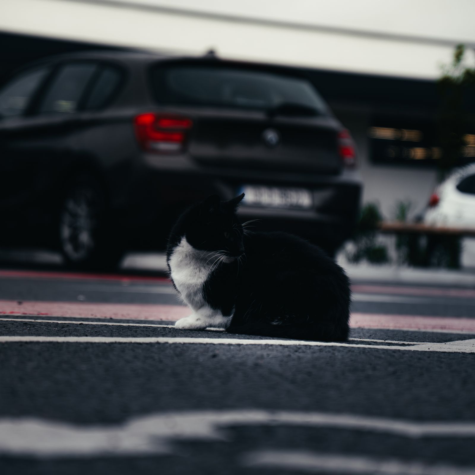 A black-and-white cat sitting on a road marking with parked cars behind it.