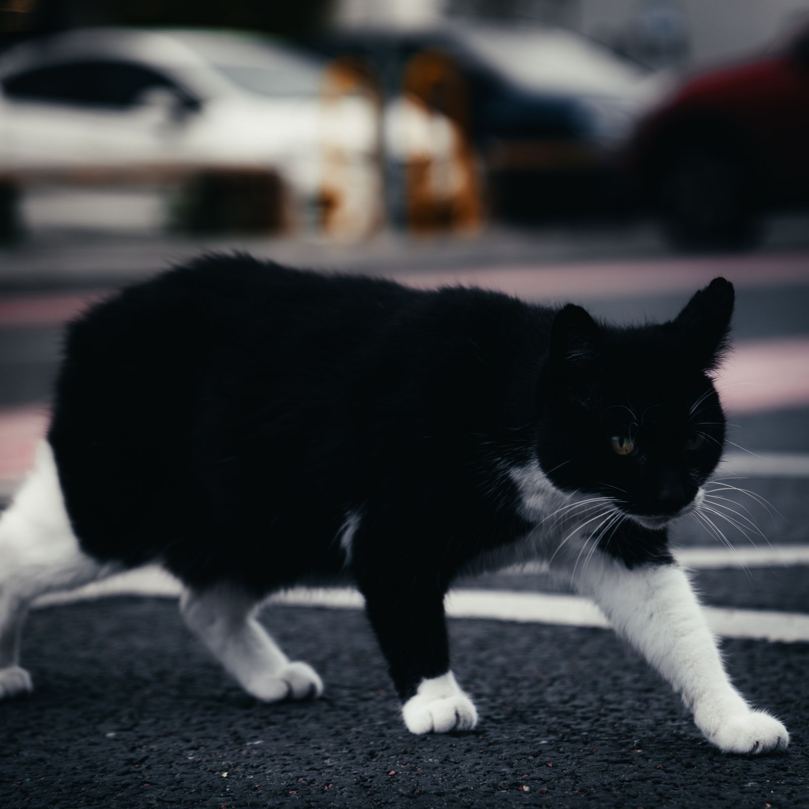 The cat mid-stride across a white road marking.