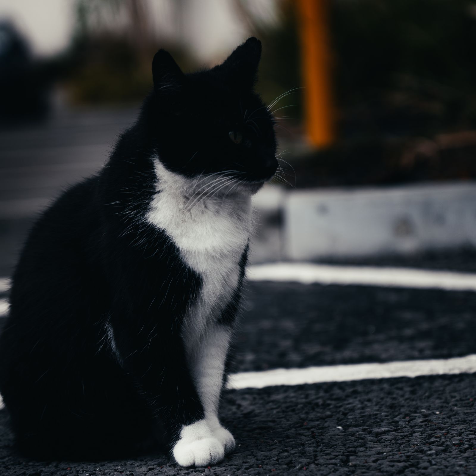 The cat sitting upright on the asphalt, looking to one side.