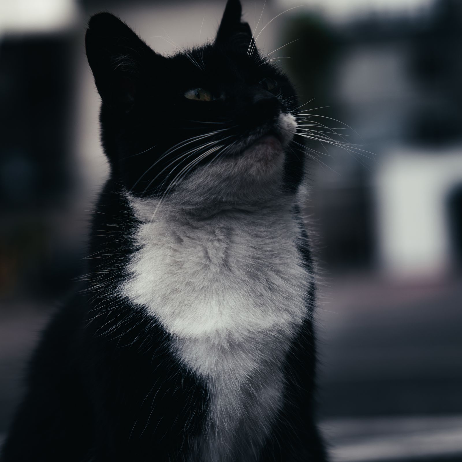 Close-up of a black-and-white cat looking up, its white chest catching the light.