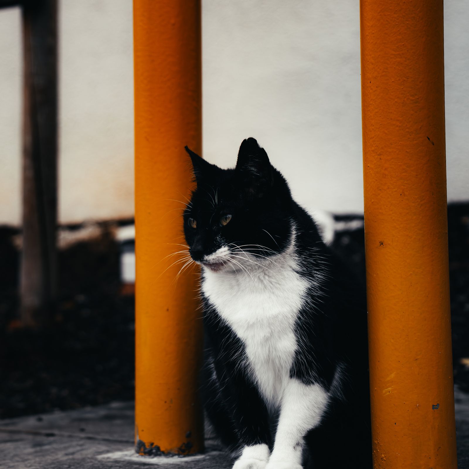 The cat sitting between two orange posts.