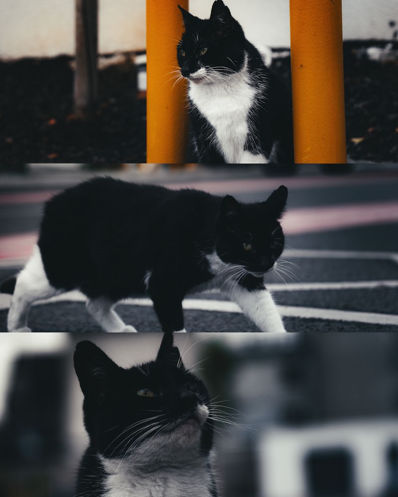 Three frames of a black-and-white cat stacked in one image: between orange posts, crossing a road, and looking up.