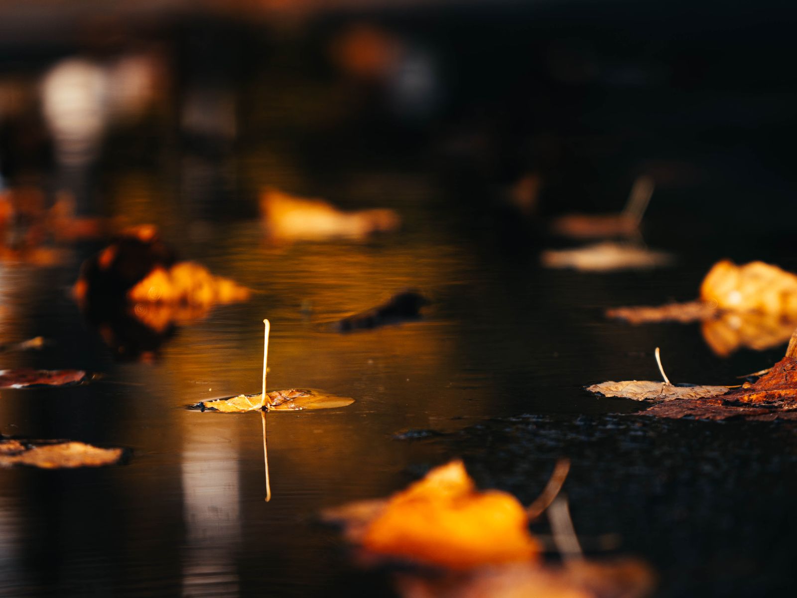 Fallen autumn leaves floating in a dark puddle, catching warm light.