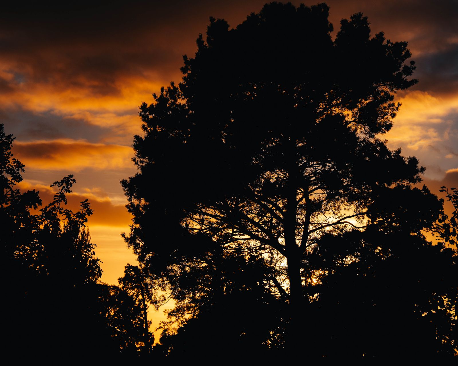 A tree silhouetted against an orange sunset sky.